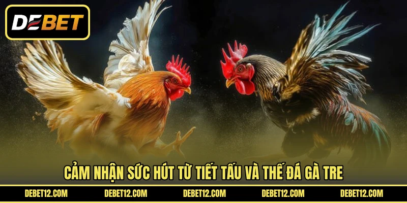 Cảm nhận sức hút từ tiết tấu và thế đá gà tre