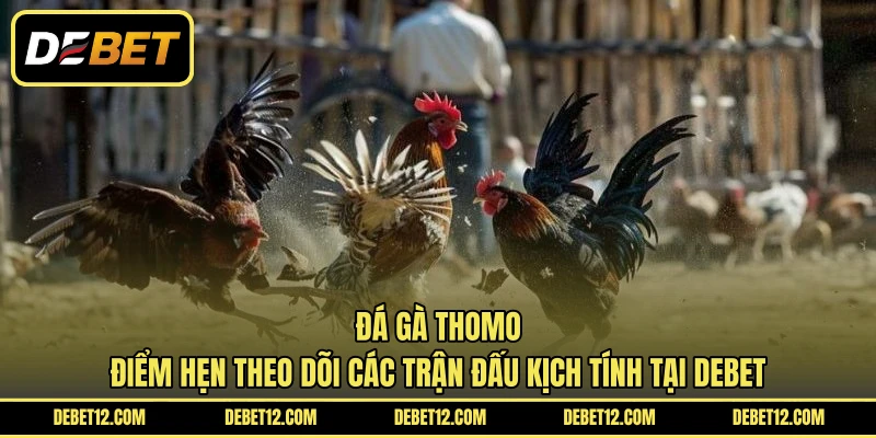 Đá Gà Thomo