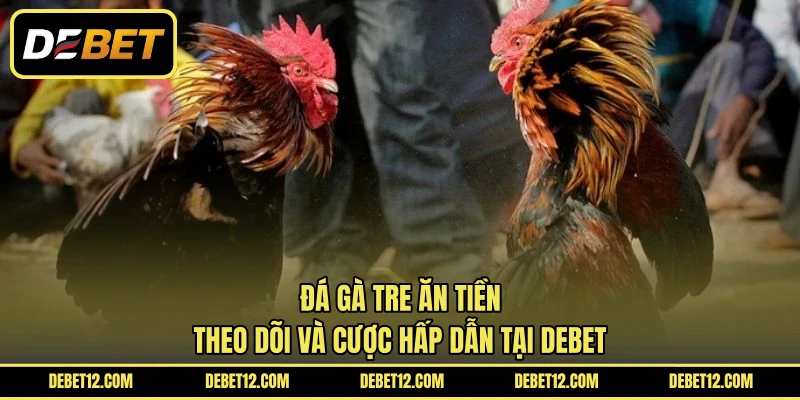 Đá Gà Tre Ăn Tiền