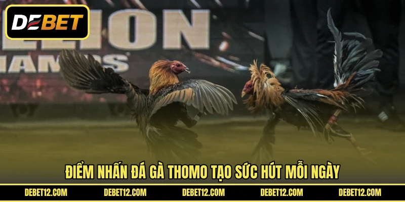 Điểm nhấn đá gà Thomo tạo sức hút mỗi ngày