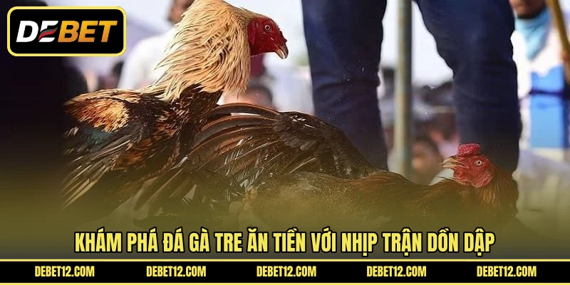 Khám phá đá gà tre ăn tiền với nhịp trận dồn dập