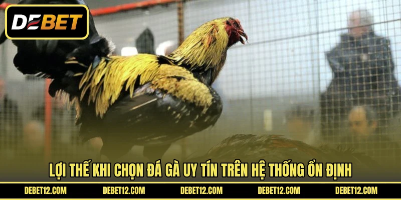 Lợi thế khi chọn đá gà uy tín trên hệ thống ổn định